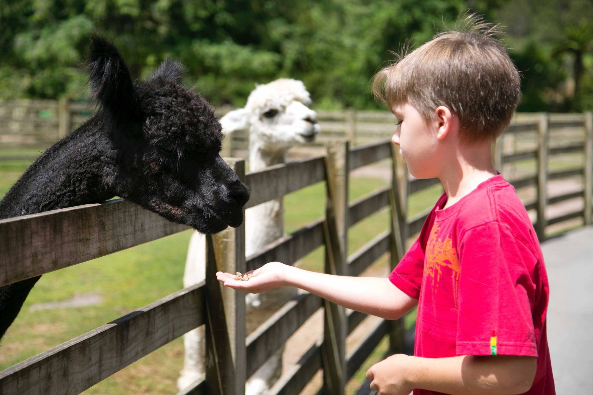[THE비즈팩-대한항공] 베스트 OF 베스트 ! 호주 / 뉴질랜드남북섬 10일 (타우포호수 / 송어낚시)