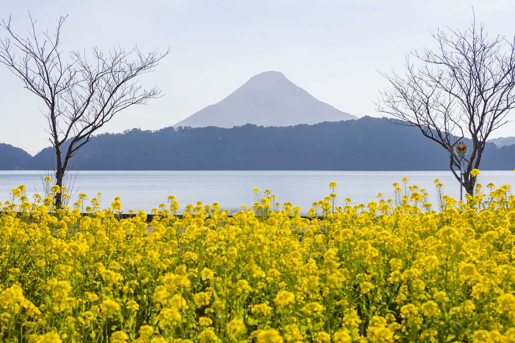 菜の花畑と開聞岳.jpeg