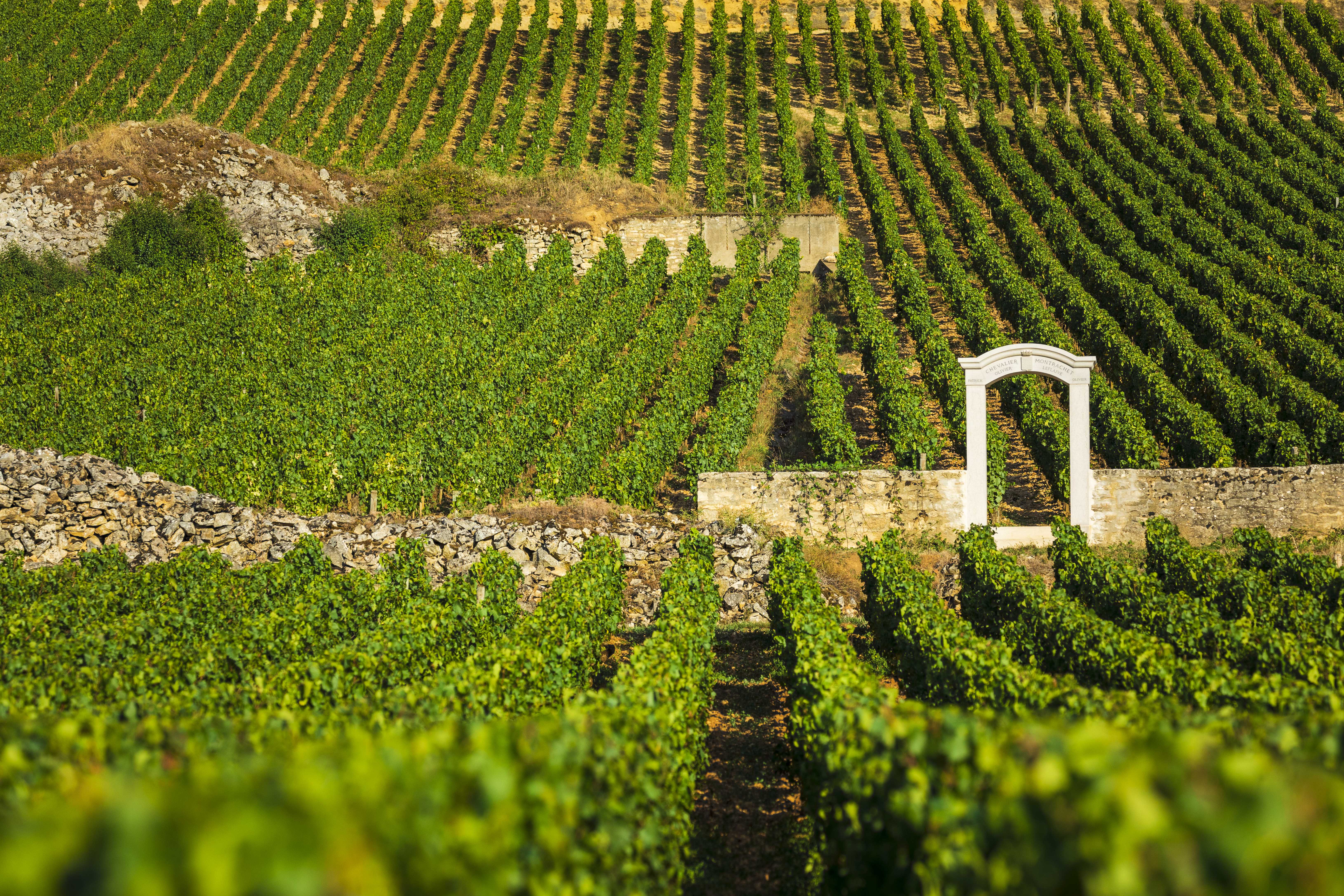 0011_Chevaliers-Montrachet_-_AIbanez_-_06092019_0648.jpg