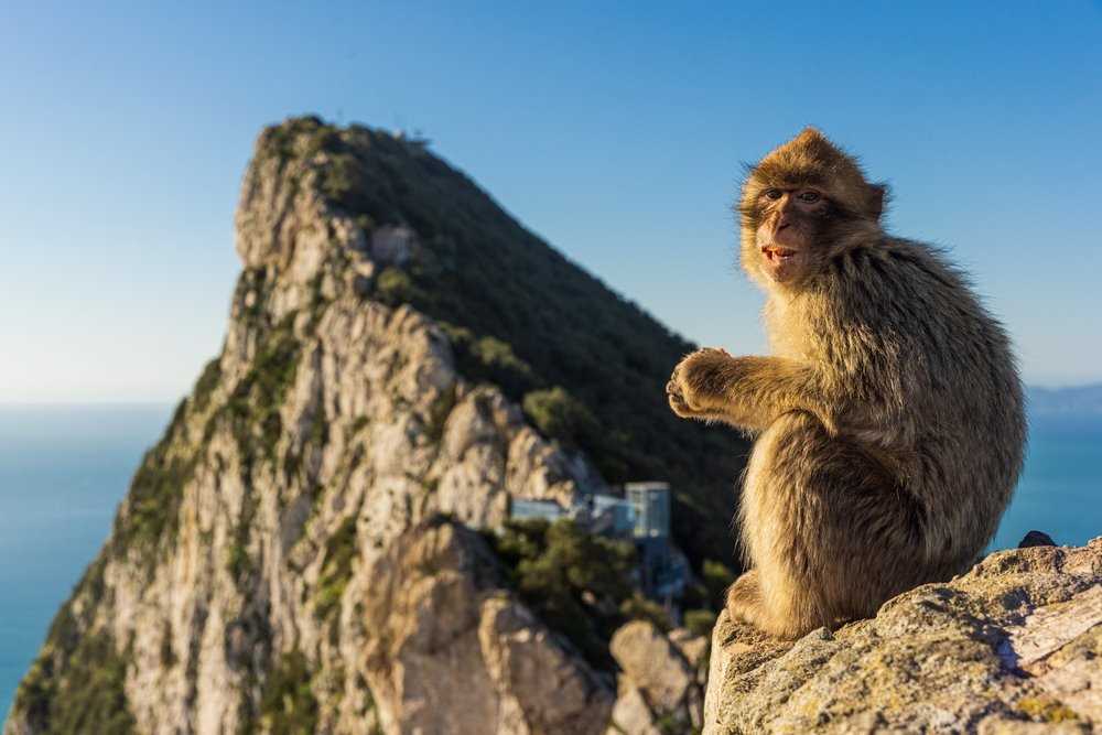 GIB7[1].jpg