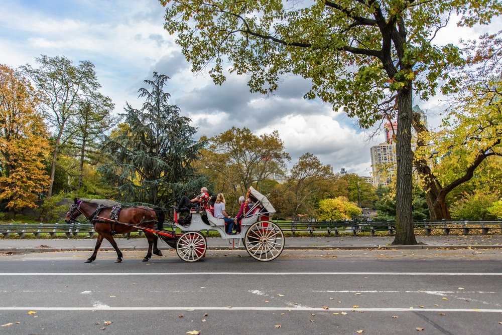 NYC1531[1].jpg